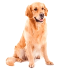 Раскраска Дог