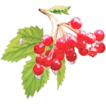 Раскраска Калина